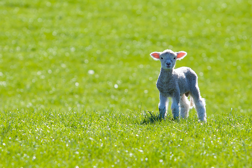Spring lamb in a field by Tim Pokorny on Flickr