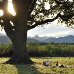 Photo of a perfect picnic spot