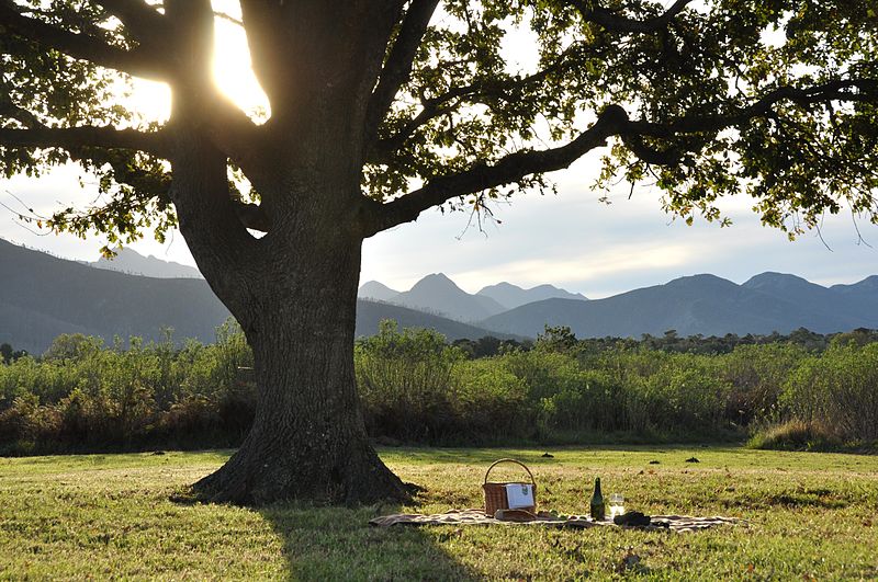 Photo of a perfect picnic spot