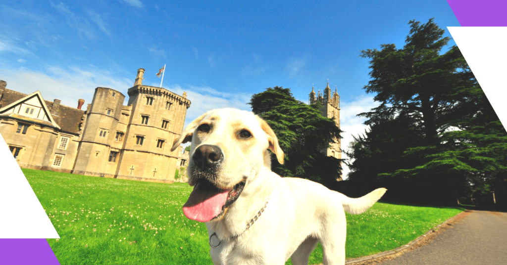 Dog-friendly days out in Summer 2023 like going to a castle