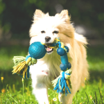 a happy dog at one of the Dog-friendly days out in Summer 2023