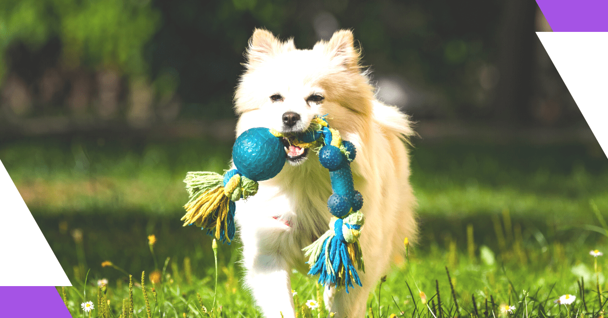 a happy dog at one of the Dog-friendly days out in Summer 2023